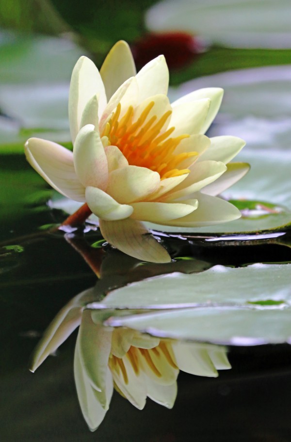 Yellow Water Lily by Deb Oppermann
